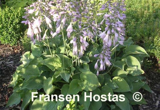 Hosta Pearl Lake